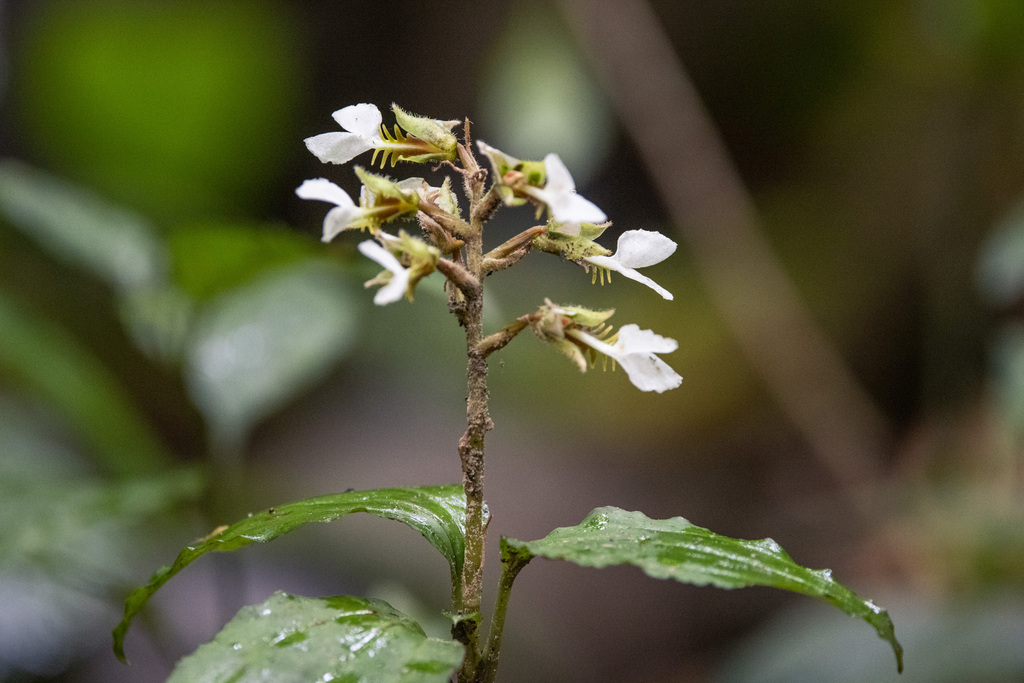 Odontochilus tortus (Odontochilus tortus)