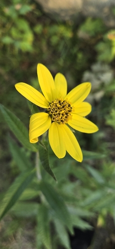 Image of Helianthus giganteus by (c) daksu, some rights reserved (CC BY)
