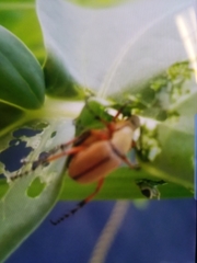 Macrodactylus subspinosus