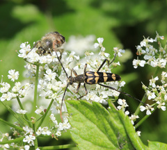 Leptura annularis