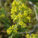 Lady's Bedstraw - Photo (c) Bas Kers, some rights reserved (CC BY-NC-SA)