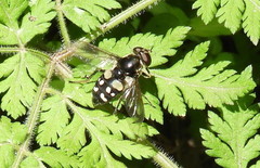 Sericomyia lata