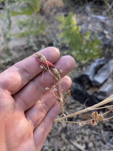 iNaturalist observation photo of beardtongues