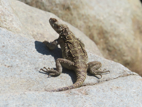 Caucasian Agama, Paralaudakia caucasia