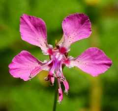 Clarkia virgata