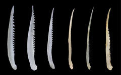 Longspine Scraper photo 3