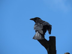 Corvus corone