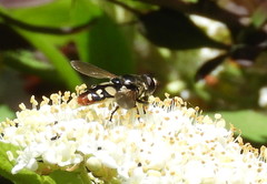 Sericomyia lata