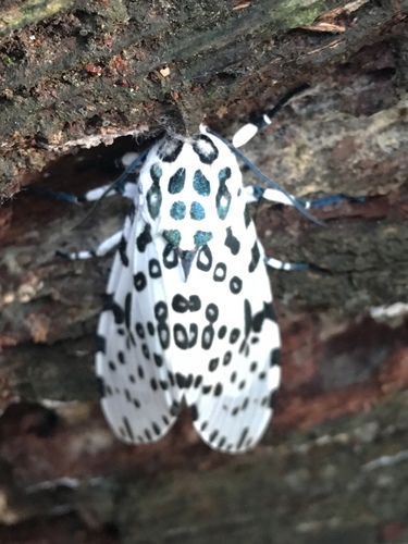 Giant leopard moth