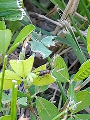 Allonemobius tinnulus