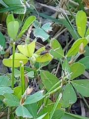 Allonemobius tinnulus