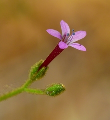 Allophyllum divaricatum