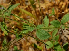 Allophyllum divaricatum