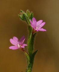 Epilobium densiflorum