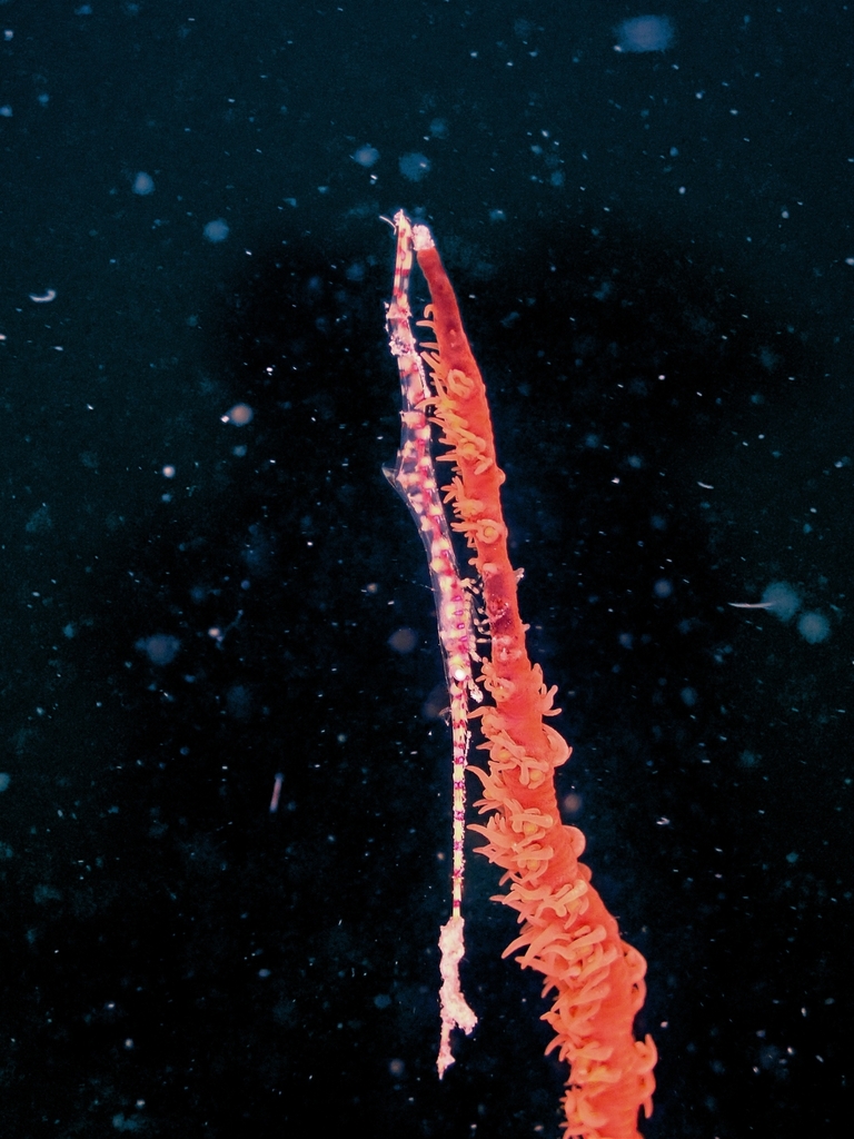 serrate arrow shrimp (Tozeuma serratum)