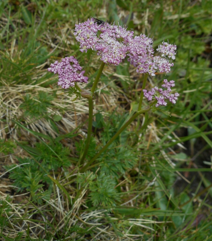 Alpine lovage