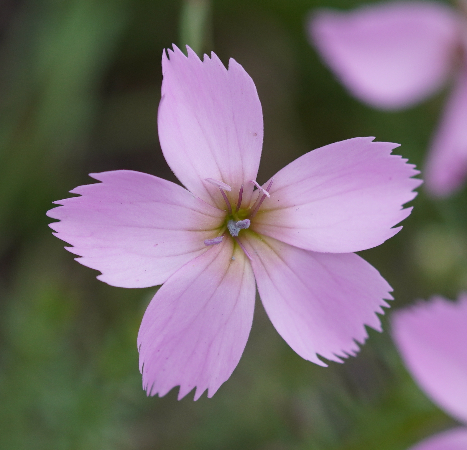 Dianthus sylvestris