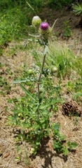 Cirsium remotifolium