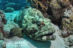 Epinephelus fuscoguttatus