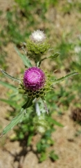 Cirsium remotifolium
