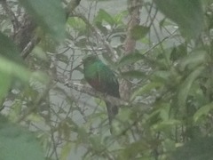 Pharomachrus auriceps