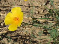 Eschscholzia californica californica