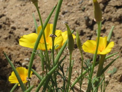 Eschscholzia californica californica