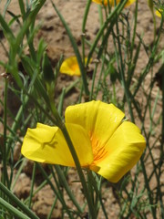 Eschscholzia californica californica