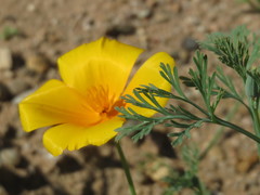 Eschscholzia californica californica