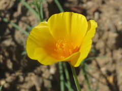 Eschscholzia californica californica