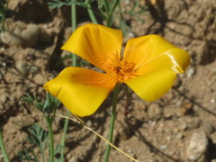 Eschscholzia californica californica