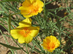 Eschscholzia californica californica