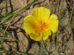 Eschscholzia californica californica