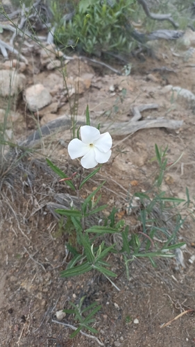 Image of Mandevilla hypoleuca by (c) Favian Flores Medina, some rights reserved (CC BY)