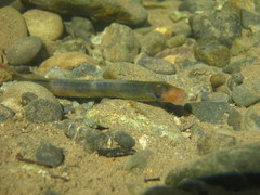 Lampetra richardsoni