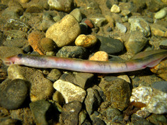 Lampetra richardsoni