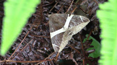 Bastilla crameri
