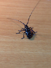 Anoplophora chinensis