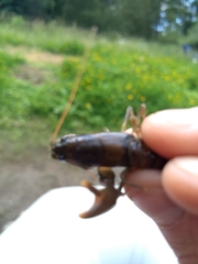 Pacifastacus leniusculus