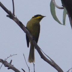 Lichenostomus melanops