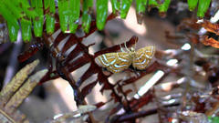 Cymoriza