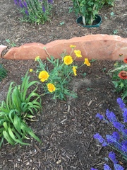 Gaillardia aristata