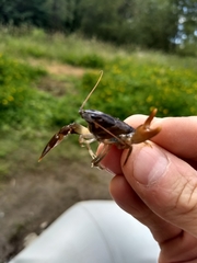 Pacifastacus leniusculus