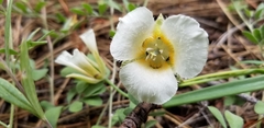 Calochortus subalpinus