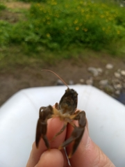 Pacifastacus leniusculus