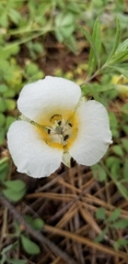 Calochortus subalpinus