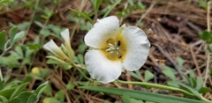 Calochortus subalpinus
