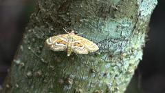 Cymoriza