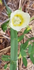 Calochortus subalpinus