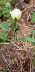 Calochortus subalpinus